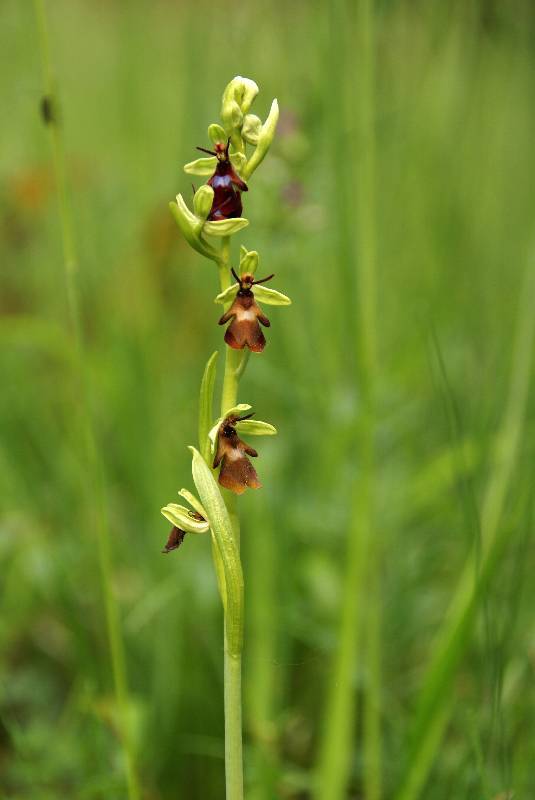 Unser Orchideenpark Bild Nr.095